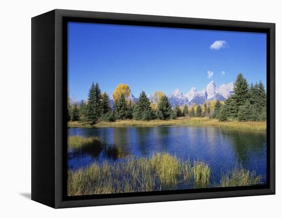Snake River and Autumn Woodland, with Grand Tetons Behind, Grand Teton National Park, Wyoming, USA-Pete Cairns-Framed Stretched Canvas