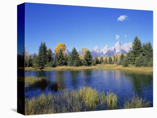 Snake River and Autumn Woodland, with Grand Tetons Behind, Grand Teton National Park, Wyoming, USA-Pete Cairns-Stretched Canvas