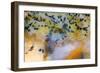 Snake River Dendritic Agate-Darrell Gulin-Framed Photographic Print