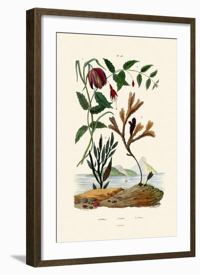 Snake's Head Fritillary, 1833-39-null-Framed Giclee Print