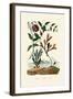 Snake's Head Fritillary, 1833-39-null-Framed Giclee Print