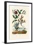 Snake's Head Fritillary, 1833-39-null-Framed Giclee Print