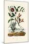 Snake's Head Fritillary, 1833-39-null-Mounted Giclee Print