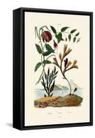 Snake's Head Fritillary, 1833-39-null-Framed Stretched Canvas