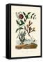 Snake's Head Fritillary, 1833-39-null-Framed Stretched Canvas