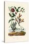 Snake's Head Fritillary, 1833-39-null-Stretched Canvas