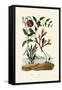 Snake's Head Fritillary, 1833-39-null-Framed Stretched Canvas