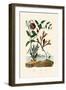 Snake's Head Fritillary, 1833-39-null-Framed Giclee Print