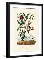 Snake's Head Fritillary, 1833-39-null-Framed Giclee Print