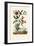 Snake's Head Fritillary, 1833-39-null-Framed Giclee Print