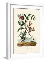 Snake's Head Fritillary, 1833-39-null-Framed Giclee Print