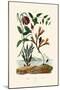 Snake's Head Fritillary, 1833-39-null-Mounted Giclee Print