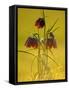 Snake's-Head Fritillary, Evening Light, Devon, UK-Ross Hoddinott-Framed Stretched Canvas