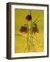 Snake's-Head Fritillary, Evening Light, Devon, UK-Ross Hoddinott-Framed Photographic Print