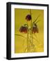 Snake's-Head Fritillary, Evening Light, Devon, UK-Ross Hoddinott-Framed Photographic Print