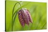 Snake's Head Fritillary Flower-Cora Niele-Stretched Canvas