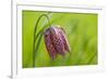 Snake's Head Fritillary Flower-Cora Niele-Framed Photographic Print