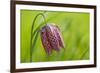 Snake's Head Fritillary Flower-Cora Niele-Framed Photographic Print