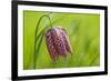 Snake's Head Fritillary Flower-Cora Niele-Framed Photographic Print