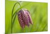 Snake's Head Fritillary Flower-Cora Niele-Mounted Photographic Print