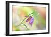 Snake's Head Fritillary-Jacky Parker-Framed Giclee Print