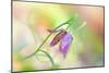 Snake's Head Fritillary-Jacky Parker-Mounted Giclee Print