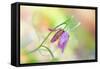 Snake's Head Fritillary-Jacky Parker-Framed Stretched Canvas