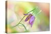 Snake's Head Fritillary-Jacky Parker-Stretched Canvas