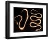 Snake Skeletons, X-ray-Science Source-Framed Premium Giclee Print