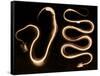 Snake Skeletons, X-ray-Science Source-Framed Stretched Canvas