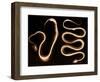 Snake Skeletons, X-ray-Science Source-Framed Giclee Print