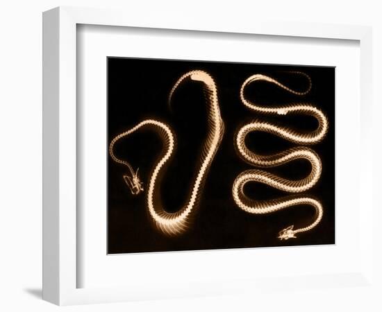 Snake Skeletons, X-ray-Science Source-Framed Giclee Print