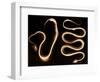 Snake Skeletons, X-ray-Science Source-Framed Giclee Print