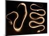 Snake Skeletons, X-ray-Science Source-Mounted Giclee Print