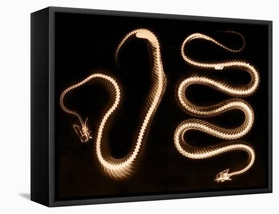 Snake Skeletons, X-ray-Science Source-Framed Stretched Canvas