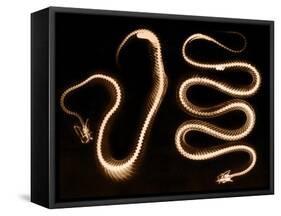 Snake Skeletons, X-ray-Science Source-Framed Stretched Canvas