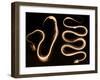 Snake Skeletons, X-ray-Science Source-Framed Giclee Print