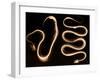 Snake Skeletons, X-ray-Science Source-Framed Giclee Print