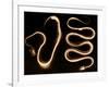 Snake Skeletons, X-ray-Science Source-Framed Giclee Print