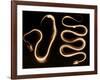 Snake Skeletons, X-ray-Science Source-Framed Giclee Print