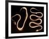 Snake Skeletons, X-ray-Science Source-Framed Giclee Print