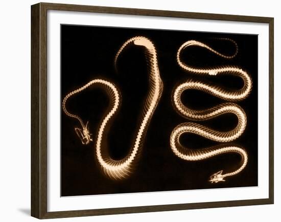 Snake Skeletons, X-ray-Science Source-Framed Giclee Print