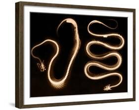 Snake Skeletons, X-ray-Science Source-Framed Giclee Print