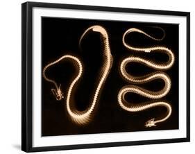 Snake Skeletons, X-ray-Science Source-Framed Giclee Print