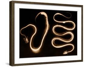 Snake Skeletons, X-ray-Science Source-Framed Giclee Print