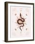 Snake Transform-Beth Cai-Framed Giclee Print