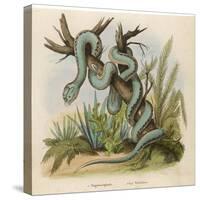 Snake, Trigonocephalus-null-Stretched Canvas