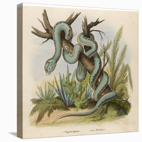 Snake, Trigonocephalus-null-Stretched Canvas