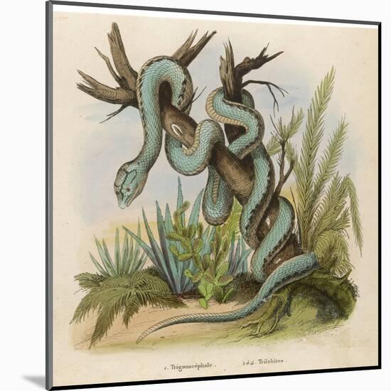 Snake, Trigonocephalus-null-Mounted Art Print