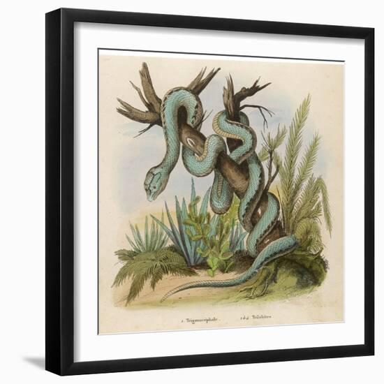 Snake, Trigonocephalus-null-Framed Art Print